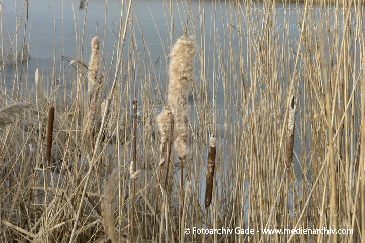 Schilfrohr. Phragmites australis
8.  2. 2014. Brandenburg. Linum. An den Teichen. Pflanzen. Gras. Schilf mit Binsen
Schlüsselwörter: 2014;Brandenburg;Flora;Gras;Linum;Pflanzen;Phragmites australis;Phragmites communis Trin.;plants;Schilf;Schilfrohr