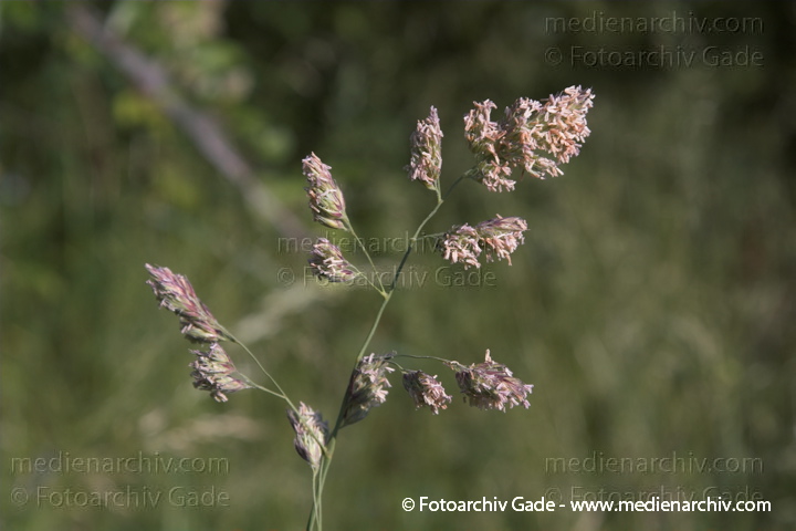 Süßgräser.  Wiesen-Lieschgras und Weiche Trespe.  (Phleum pratense)
21.  Juni 2005. Mecklenburg-Vorpommern. Carwitz. Flora. Pflanzen. Süßgräser.
Wiesen-Knäuelgras, Gemeines Knäuelgras  (Dactylis glomerata)
Schlüsselwörter: 2005;Blume;Blumen;Blüte;Dactylis glomerata;Flora;FutterPflanzen;Gemeines Knäuelgras;Gras;Gräser;Knäuelgras;Knäuelgräser;Mecklenburg-Vorpommern;Natur;Pflanze;Pflanzen;plants;Süßgras;Süßgräser;Wiesen-Knäuelgras