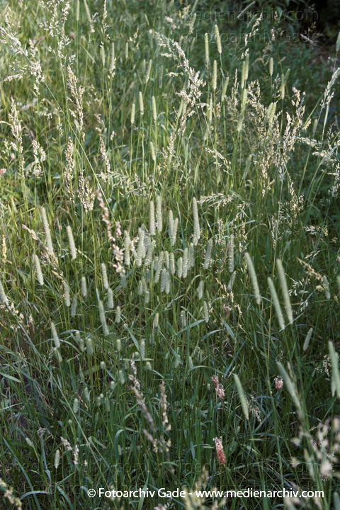 Süßgräser.  Wiesen-Lieschgras und Weiche Trespe.  (Phleum pratense)
15.  6. 2006. Berlin. Flora. Pflanzen. Gras. Süßgräser 
Wiesen-Lieschgras und Weiche Trespe. 
Wiesen-Lieschgras  (Phleum pratense)
Schlüsselwörter: 2006;Berlin;Bromus hordeaceus;Flora;Gras;Gräser;Lieschgras;Natur;Pflanzen;Phleum pratens;plants;Trespe;Weiche Trespe;Wiesen-Lieschgras