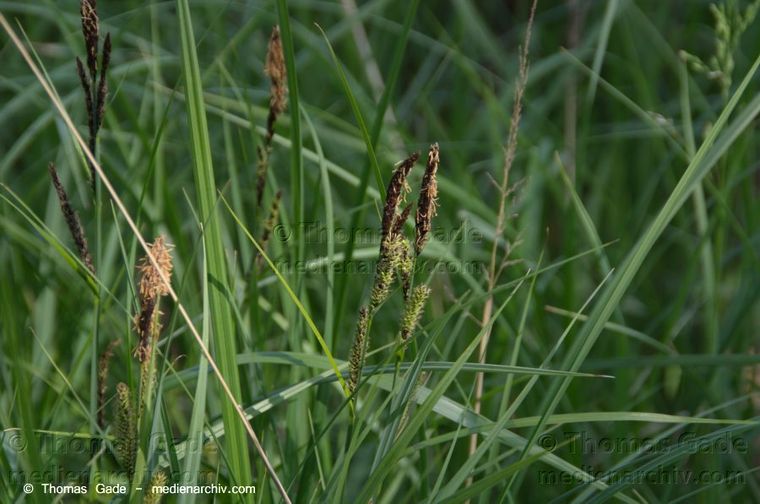 Flora. Pflanzen
3. 5. 2014.  Brandenburg. Ruppiner Land. Zehdenick. Flora. Pflanzen
Schlüsselwörter: 2014;Brandenburg;Flora;Pflanzen;Ruppiner Land;Zehdenick