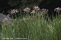 Flora-Binsen-20130820-042.jpg