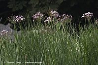 Flora-Binsen-20130820-043.jpg