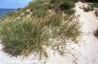 Flora-Gras-200107-78.jpg