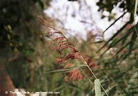 Flora-Gras-200108-34.jpg