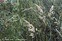 Flora-Gras-20070528-210.jpg