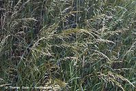 Flora-Gras-20070528-219.jpg