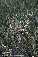 Flora-Gras-20070528-220.jpg