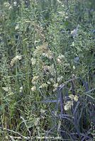 Flora-Gras-20070528-223.jpg