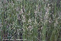 Flora-Gras-20070528-225.jpg