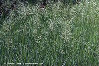 Flora-Gras-20070606-126.jpg