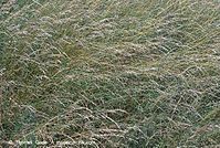 Flora-Gras-20070626-236a.jpg