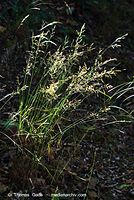 Flora-Gras-20070708-32.jpg