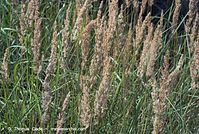 Flora-Gras-20070805-19.jpg