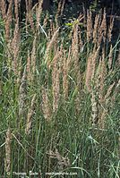 Flora-Gras-20070805-20.jpg