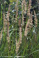 Flora-Gras-20070805-21.jpg