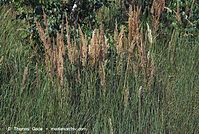 Flora-Gras-20070805-22.jpg