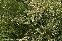 Flora-Gras-20080604-104.jpg