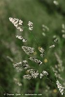 Flora-Gras-20080604-106.jpg