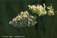 Flora-Gras-20080607-229.jpg