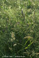 Flora-Gras-20080607-230.jpg