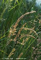 Flora-Gras-20080607-231.jpg