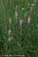 Flora-Gras-20090531-70.jpg