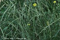 Flora-Gras-20090629-27.jpg