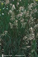 Flora-Gras-20090629-28.jpg