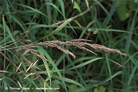 Flora-Gras-20090719-24.jpg