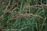 Flora-Gras-20090719-25.jpg