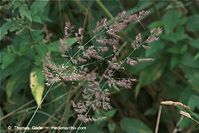 Flora-Gras-20090719-27.jpg