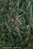 Flora-Gras-20090719-28.jpg