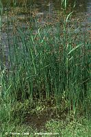 Flora-Gras-20090719-34.jpg