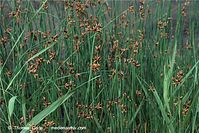 Flora-Gras-20090719-36.jpg