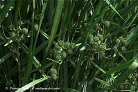 Flora-Gras-20090719-38.jpg