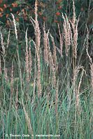 Flora-Gras-20090823-102.jpg