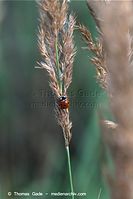 Flora-Gras-20090823-103.jpg