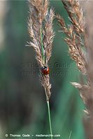 Flora-Gras-20090823-104.jpg