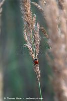 Flora-Gras-20090823-106.jpg