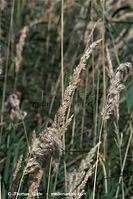 Flora-Gras-20090920-37.jpg