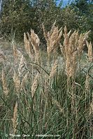 Flora-Gras-20090927-069.jpg