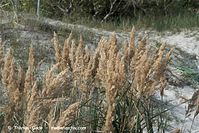 Flora-Gras-20090927-070.jpg