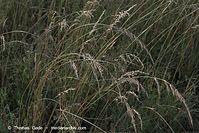 Flora-Gras-20100630-60.jpg