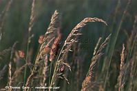 Flora-Gras-20100630-62.jpg