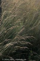 Flora-Gras-20100630-63.jpg