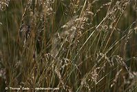 Flora-Gras-20100701-53.jpg