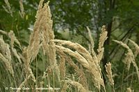 Flora-Gras-20100801-17.jpg