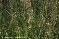 Flora-Gras-20130607-023.jpg