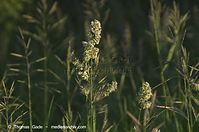 Flora-Gras-20130607-024.jpg