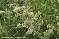 Flora-Gras-20130608-010.jpg